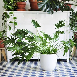 小天使蔓绿绒仙羽