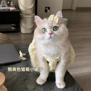 可爱春夏裙子猫咪衣服薄款夏天银渐蓝猫英短美短布偶小猫连衣裙