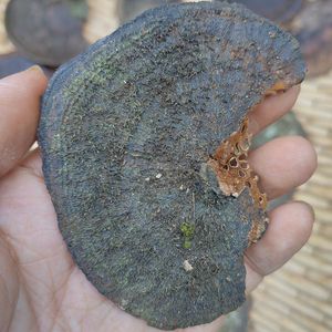 源源ai1466淘宝蜂窝灵芝野外毛蜂窝菌天然龙眼梳树舌亚厚蜂窝菌肠胃