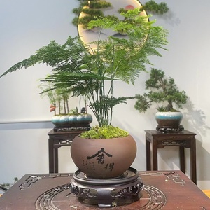 小周周nancy淘宝文竹盆栽绿植室内土水培植物云竹盆景带盆花卉客厅