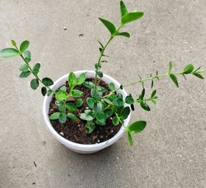 新品上架 孜然球兰小苗 家庭室内直立耐阴植物