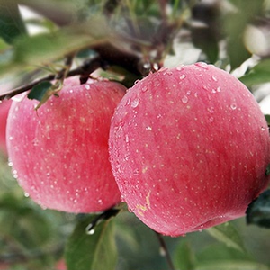 陕西苹果扶风苹果新鲜水果红富士苹果酥脆甜多汁10斤包邮