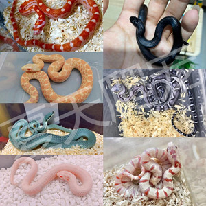 宠物蛇幼体蛇宠物奶蛇青蛇黑蛇白蛇迷你小型蛇玩具蛇饲养盒包邮