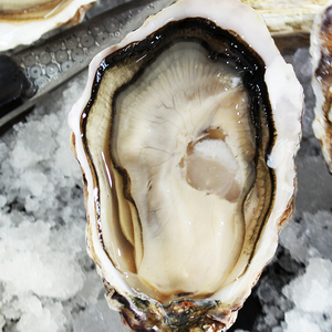 法国女神生蚝n1/12只空运进口鲜活牡蛎生蚝鲜活 pk安芝莲吉拉多