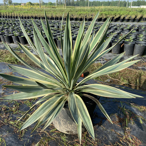 观叶金边凤尾兰盆栽龙舌兰金叶丝兰庭院阳台多年生常绿花镜植物