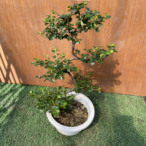 珍珠梅盆景造型