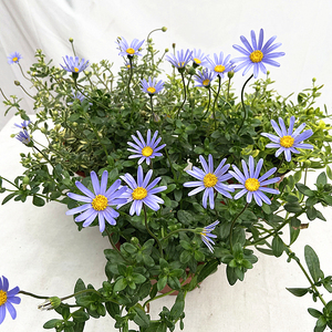 蓝玛花苗盆栽蓝色玛格丽特植物花卉阳台小雏菊组合花叶姬小菊室外