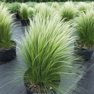 墨西哥草植物细叶针茅草花镜绿植观赏草网红草盆栽毛球庭院搭配