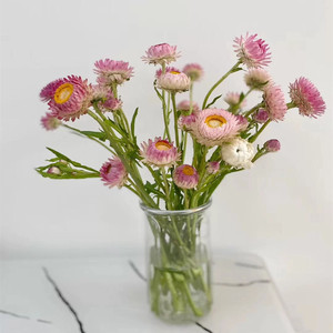 麦杆菊鲜花 diy家庭插花拍摄摆放造型可以做干花云南昆明基地直发