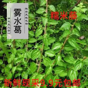 广西草药糯米藤糯米菜糯米草雾水葛红饭藤猪仔菜新鲜全草野生包邮