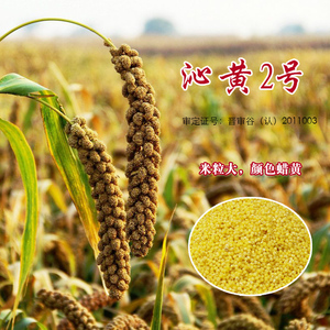 006人付款淘宝山西沁州黄小米种子 农作物谷子小米粮食种子防鸟弹 50