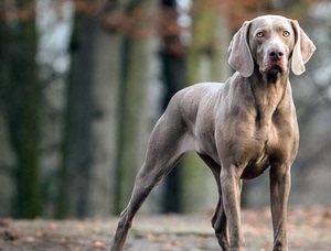 德国威玛猎犬魏玛犬