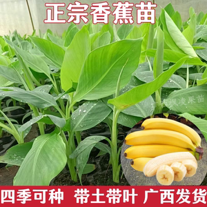 芭蕉树苗威廉斯中蕉香蕉苗粉蕉红香蕉皇帝蕉树苗矮化抗寒地栽带土