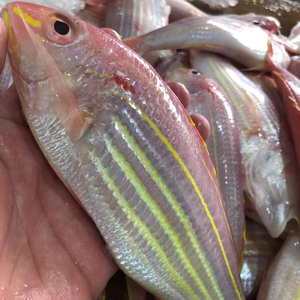 海钓冰鲜红杉鱼冷冻金丝鱼新鲜水产鲜活海捕特大深海渔家天然食材