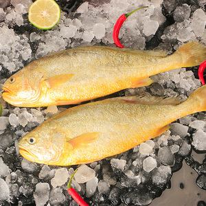星仔岛5条装东海新鲜大黄花鱼鲜活冷冻大黄鱼海鲜水产生鲜水产