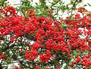 庭院花卉围墙篱笆绿篱小苗火棘苗带刺植物盆景盆栽绿化树苗