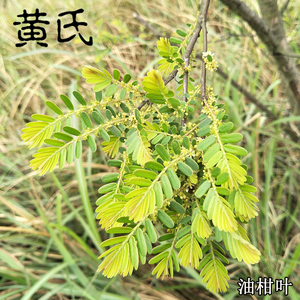 2020新鲜油柑叶做枕头油柑叶余甘子油甘果叶子牛甘叶香味6元一斤