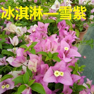 雪紫三角梅