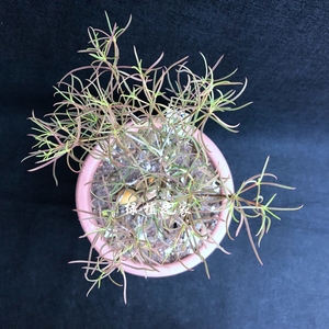 700人付款淘宝柳叶麒麟块根植物 大戟科群生