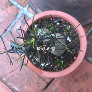 多肉园艺绿植盆栽大戟实生块根 柳叶麒麟willow unicorn 一物一拍