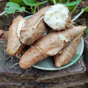 新鲜毛薯山药白心脚板薯广东甜薯毛薯火苕粉糯香茂名田薯5斤包邮
