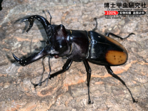 叉角锹形虫