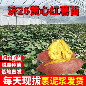济薯26号红薯苗秧地瓜苗种黄心板栗薯苗山芋高产脱毒番薯种植种子