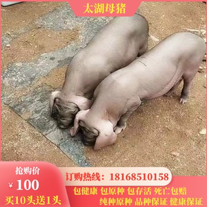原种太湖母猪小母猪仔猪长白大约克二元母猪苏太母猪杜洛克种公猪