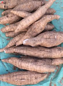 900人付款淘宝粉葛新鲜葛根现挖野广东煲汤正品生吃无渣5斤包邮广西