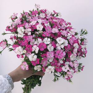 相思梅鲜花水养