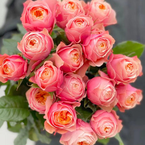 粉蝴蝶多头玫瑰鲜花水养插花粉鲜切花礼物花卉植物室内花云南直发