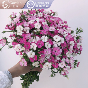 900人付款淘宝云南昆明石竹梅青梅相思梅鲜花婚礼花店用花家庭插花