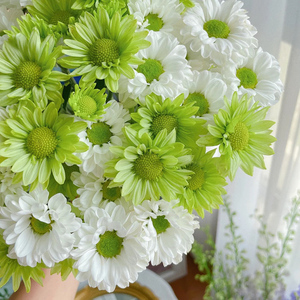 绿白清新搭配小菊鲜花水养插花绿精灵小雏菊白色顺丰鲜切花父亲节