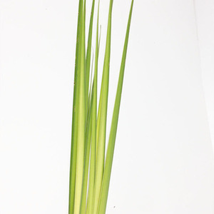 国产黄剑叶配花配叶鲜花直批上海直发家用水养瓶插花叶材年宵花