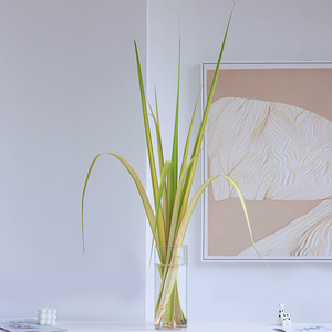 黄剑叶家庭水养新鲜切花办公室室内瓶插花桌面观赏装饰节日礼物