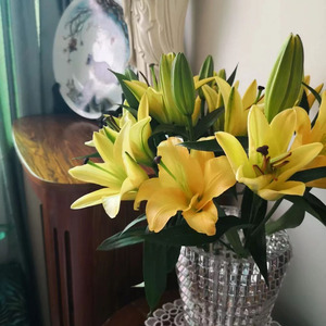 金砖多头香水百合鲜花家用水养插花鹅黄鲜切花办公室客厅顺丰包邮