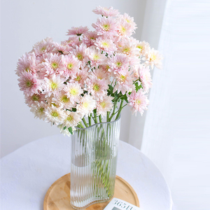 香草沙拉小雏菊鲜切花家庭水养鲜花插花懒人耐养小菊室内观赏装饰
