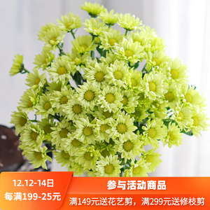 绿精灵小菊清新鲜花家用办公室水养插花小雏菊室内鲜切花圣诞节礼