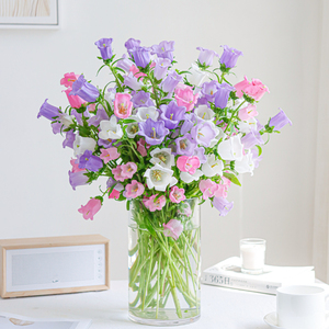 00一花一草6736748淘宝丹麦梦露紫风铃花盆栽重瓣室