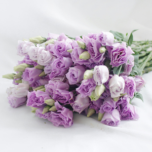 洋桔梗鲜花直批顺丰婚庆婚礼装饰云南上海瓶插花真花室内水养鲜切