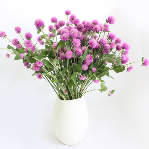 史锐华淘宝千日红鲜花干花直批基地直发插花云南昆明家用斗南花市