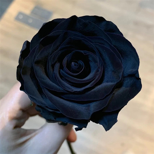 厄瓜多尔玫瑰黑