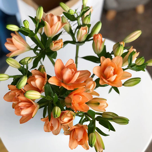 重瓣小蜜蜂金百合鲜花家庭用花办公室顺丰水养直插花室内花年宵花