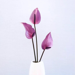 国产紫掌普利维亚鲜花基地直发家用水养插花需要提前节日礼物顺丰