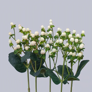 白色火龙珠家庭水养新鲜切花办公室室内瓶插花桌面装饰节日礼物