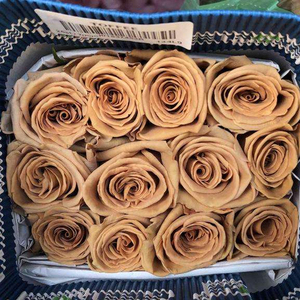 厄瓜多尔太妃糖玫瑰装鲜切花进口大头玫瑰爱意表白女友求婚爱人花