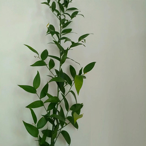 荷兰熊猫竹进口叶材鲜花直批家庭用花高档婚礼庆插花年宵花礼物