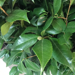 茶花叶叶配草配叶材花材鲜花家庭办公室插花配花水养鲜切朋友婚礼