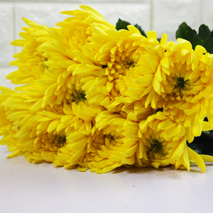 白菊花鲜花清明