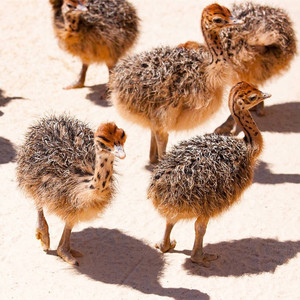 非洲鸵鸟苗活体鸵鸟苗活鸵鸟幼崽成鸵鸟一对脱温小鸵鸟苗鸵鸟种蛋